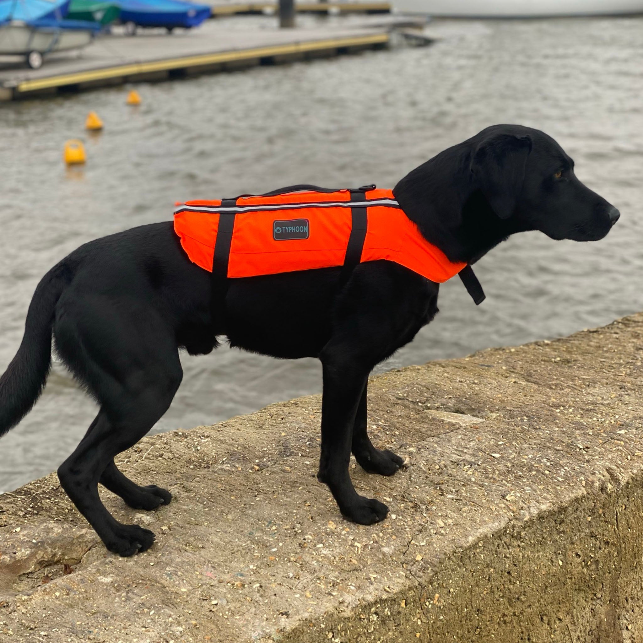 Typhoon Totland Dog Buoyancy Aid