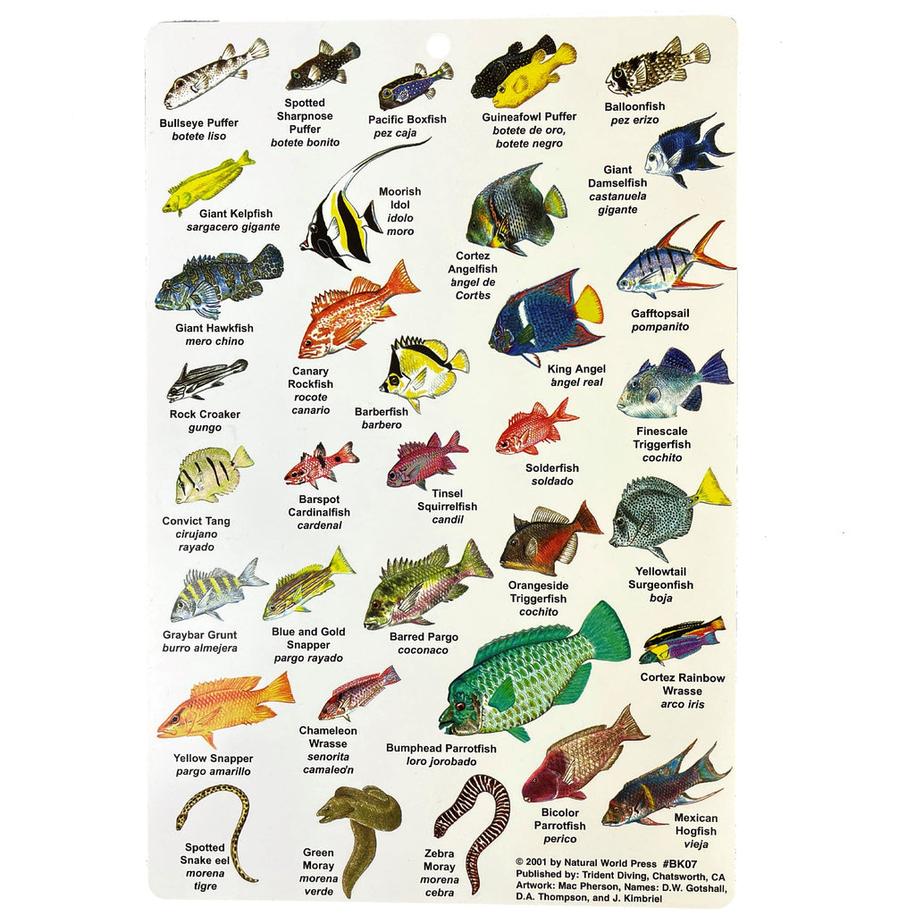 Fish ID Slate Baja California
