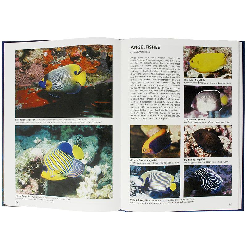 Reef Fishes of The Maldives Guide Book